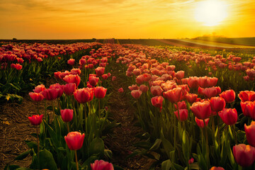 Pink tulip field in the golden hour