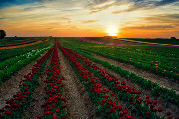 Field of tulips in the golden hour