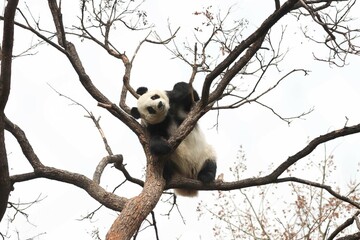 Fototapeta premium Acrobatic Panda ,Close up Playful panda having fun on the Tree,