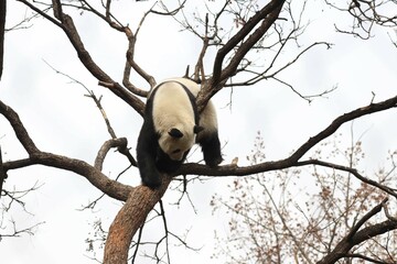 Fototapeta premium Acrobatic Panda ,Close up Playful panda having fun on the Tree,