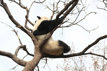 Acrobatic Panda ,Close up Playful panda having fun on the Tree,