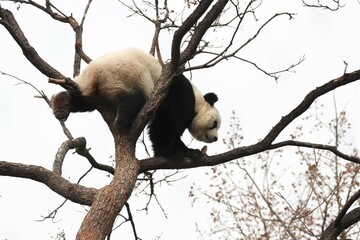 Acrobatic Panda ,Close up Playful panda having fun on the Tree,
