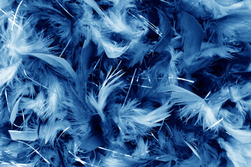 close up of dark blue  feathers detail  background
