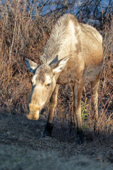 Moose cow feeding during golden hour in Denali National Park in Alaska United States