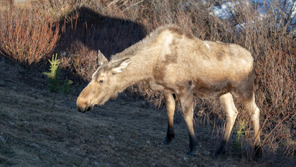 Female moose cow during golden hour in Denali National Park in Alaska United States