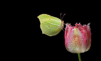 yellow butterfly on colorful tulip flower in water drops isolated on black. brimstones butterfly close up. copy space