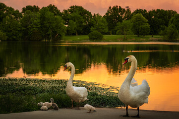 View of two swans looking after their cygnets browsing in grass at sunset