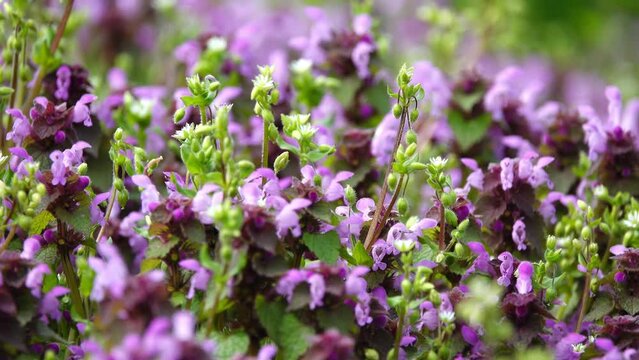 Lamium maculatum ( spotted dead-nettle or henbit and purple dragon) is flowering plant in family Lamiaceae, native throughout Europe and temperate Asia (Lebanon, Syria, Turkey, western China).