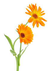 Calendula - two marigold flowers isolated on a white background. Medicinal plant.