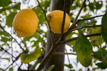 Detalhe de 2 limões grandes e maduros em limoeiro. Produção de citrinos em árvore.