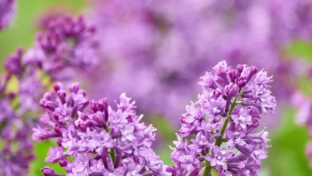 Syringa vulgaris, lilac or common lilac, is flowering plant in olive family Oleaceae, native to Balkan Peninsula, where it grows on rocky hills. It is not regarded as aggressive species.