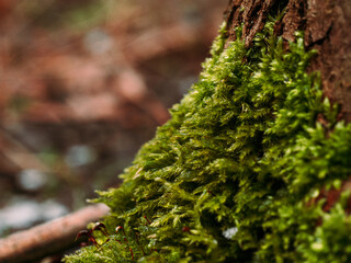 Green moss on a tree in the forest. Shallow depth of field.