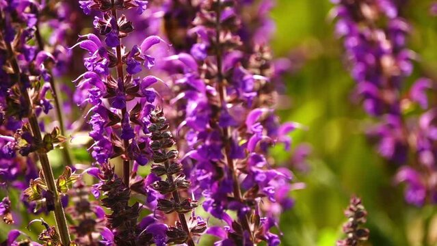 Salvia virgata (wand sage, southern meadow sage) is perennial plant that is native to Asia and southeastern Europe. It is considered noxious weed in many parts of world.