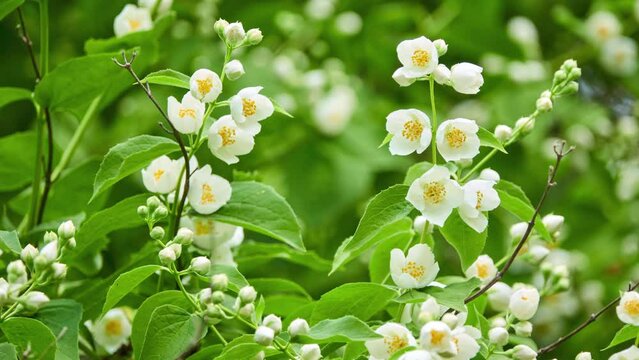 Philadelphus pubescens is flowering plant in hydrangea family known by common name hoary mock orange. It is native to eastern United States. It is perennial shrub. Flowers are white.