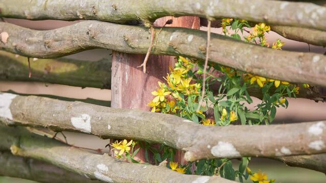 Hypericum perforatum, known as Santa John's wort, is flowering plant in family Hypericaceae and type species of genus Hypericum.
