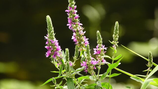 Lythrum salicaria or purple loosestrife is flowering plant belonging to family Lythraceae. It should not be confused with other plants sharing name loosestrife that are members of family Primulaceae.
