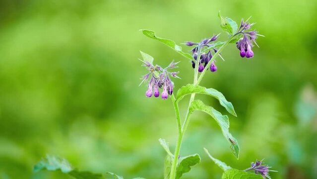 Symphytum officinale is perennial flowering plant in family Boraginaceae. It is known as comfrey. To differentiate it from other members of genus Symphytum.
