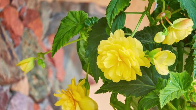 Kerria japonica, commonly known as Japanese kerria or Japanese rose, is deciduous, yellow-flowering shrub in rose family (Rosaceae), native to China, Japan and Korea.