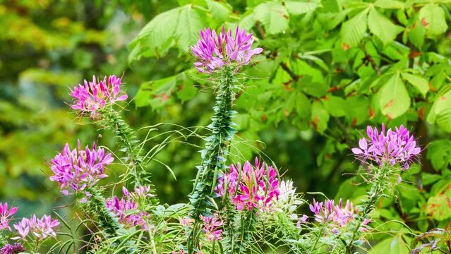 Cleoserrata speciosa is flowering plant in genus Cleome. It is native to New World Tropics, and has been has been introduced to United States, tropical Africa, Indian Subcontinent, Vietnam.