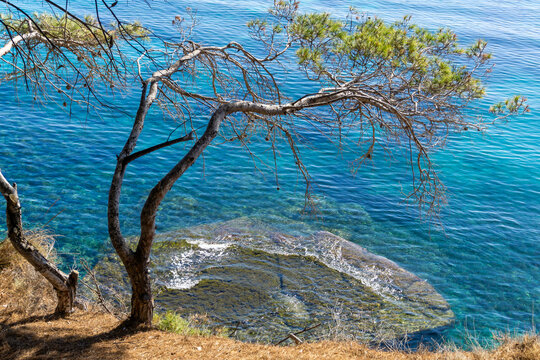 Natural paradise for snorkeling or scuba diving, tree next to cliffs and crystal clear water. Beautiful seabed in green and blue colors. Ecological walk in Benissa, province of Alicante, Spain. Path