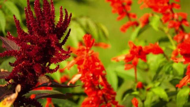 Celosia argentea, commonly known as plumed cockscomb or silver cock's comb, is herbaceous plant of tropical origin, and is known for its very bright colors. In India and China it is troublesome weed.