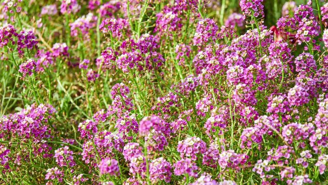 Lobularia maritima (Alyssum maritimum) is low-growing flowering plant in family Brassicaceae. It is sweet alyssum or sweet alison, also commonly referred to as just alyssum.