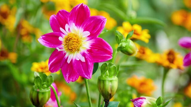 Dahlia pinnata is species in genus Dahlia, family Asteraceae, with common name garden dahlia. It is type species of genus and is widely cultivated.