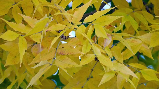 Phellodendron amurense is tree in family Rutaceae, commonly called Amur cork tree. The Ainu people used this plant, called shikerebe-ni, as painkiller.