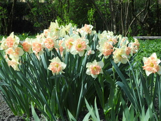 unusually colored daffodils in the garden