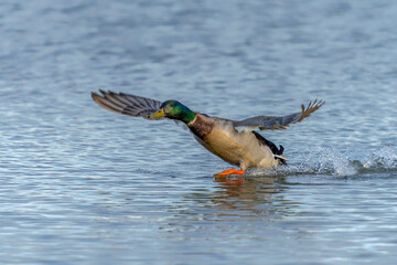 Beautiful Male Mallard duck (Anas platyrhynchos) taking off from water. Gelderland in the Netherlands.    