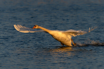 Beautiful Mute Swan (Cygnus olor) taking off from water at sunset. Gelderland in the Netherlands.      