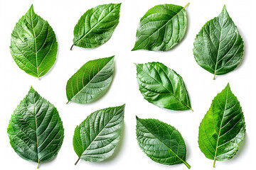 Green leaves on a white background. Top view