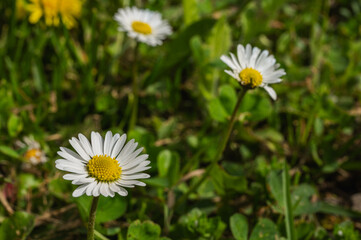 white field daisy and grass background, close up view