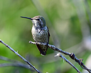 Anna's Hummingbird Perched on a Branch