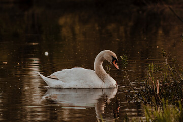 swan on the lake in autumn, swans on pond, nature series