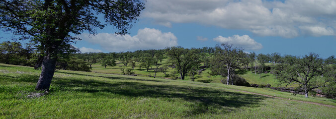 Panorama of Oak Forest in Spring at Payne's Creek Recreation Area, California