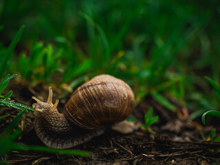 Snail crawling on the ground. Snail Helix pomatia.