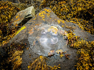 Jelly fish stuck on a rock surrounded by seaweed.