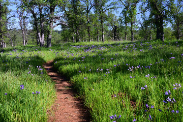 Yana Trail in Payne's Creek Recreation Area, California, in Spring