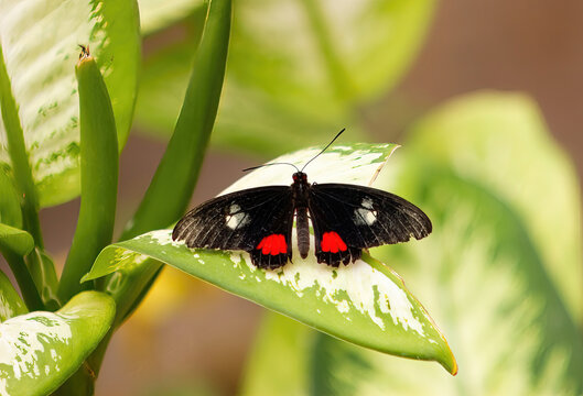  Parides iphidama butterfly, commonly called  or cattleheart or Transandean cattleheart.Lepidopterology