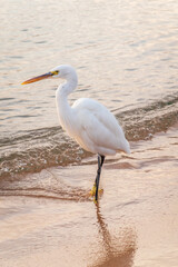 Great egret (Ardea alba), a medium-sized white heron fishing on the sea beach
