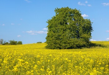 Field of rapeseed canola or colza Brassica Napus