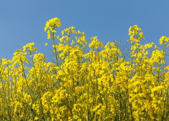 Rapeseed flower canola or colza in latin Brassica Napus