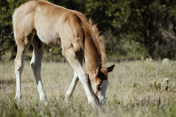 Naklejka na ściany i meble Colt foal horse grazing in Texas field with copy space on pasture background for farm or ranch concept.