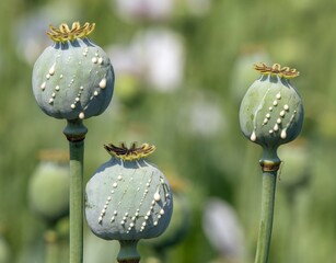 opium poppy heads with drops of opium milk latex