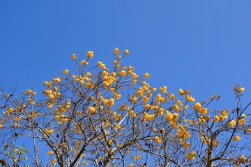 Cochlospermum regium yellow flower blossom on blue sky background