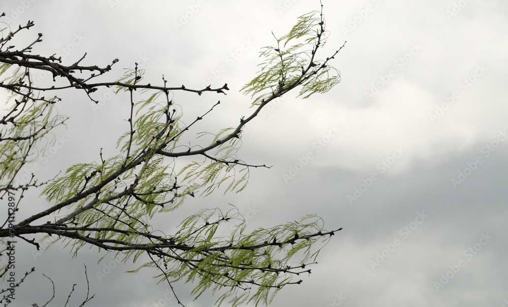 Wall mural Honey mesquite tree branch in windy weather with storm cloud background. - Wall murals