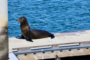 Fototapeta premium rescued seal basking in the sun