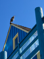 blue Heron perched on the boathouse rooftop 