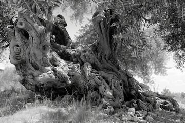 Old olive tree